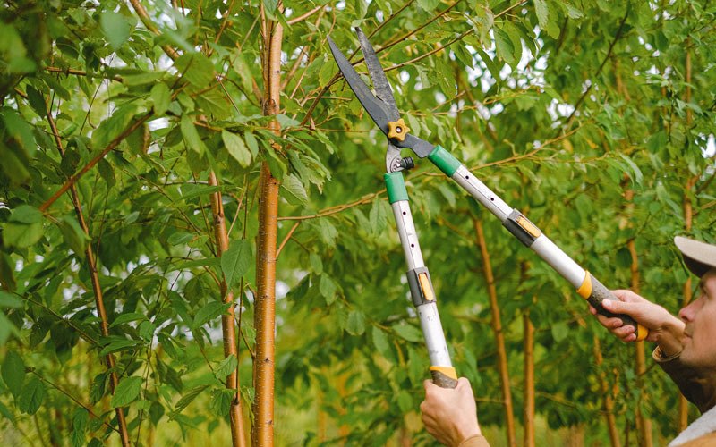 Tree trimming in Ambler, AK